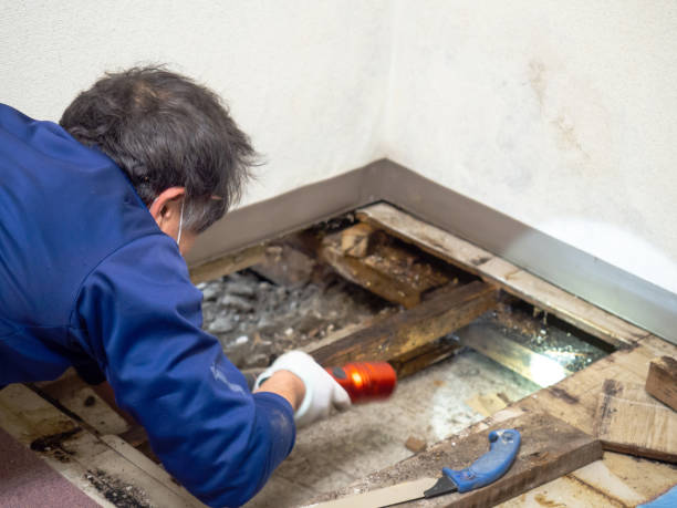 Best Office Mold Removal Services  in Milford, IA