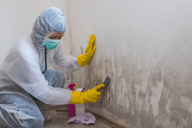 Best Attic Mold Removal  in Milford, IA