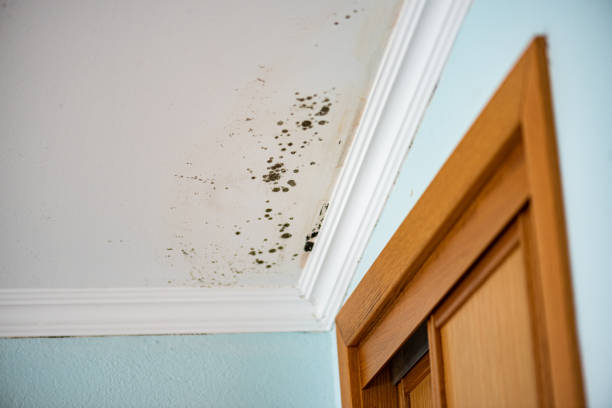 Best Toxic Mold Removal  in Milford, IA