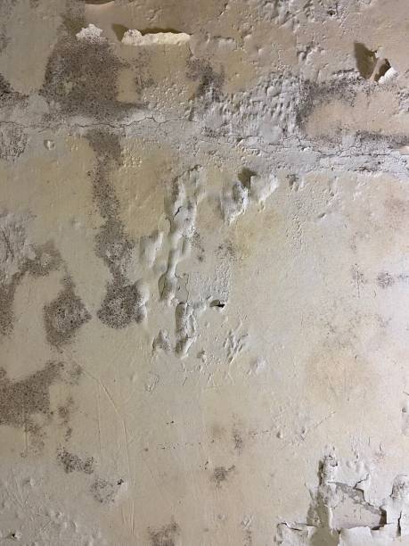 Best Mold Testing and Removal  in Milford, IA