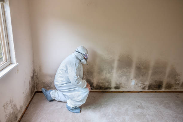 Best Professional Mold Removal  in Milford, IA
