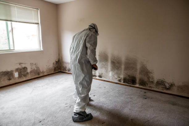 Professional Mold Removal in Milford, IA