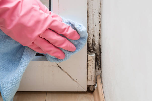Best Local Mold Removal Service  in Milford, IA